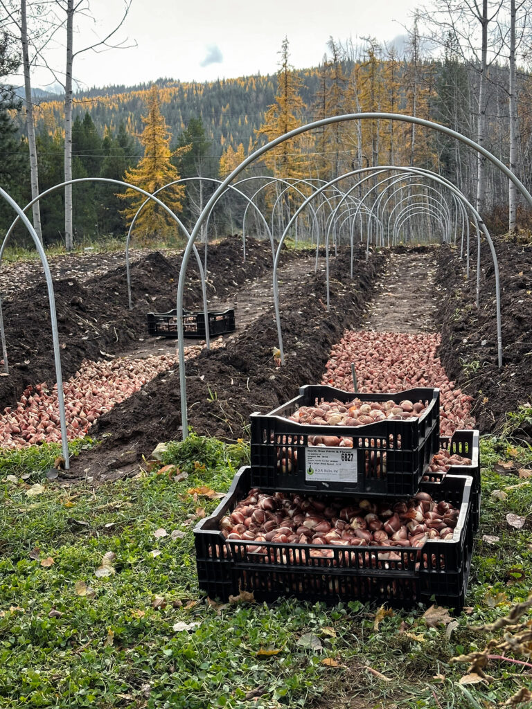 Tulips planted in trenches at North Star Farm and Flower