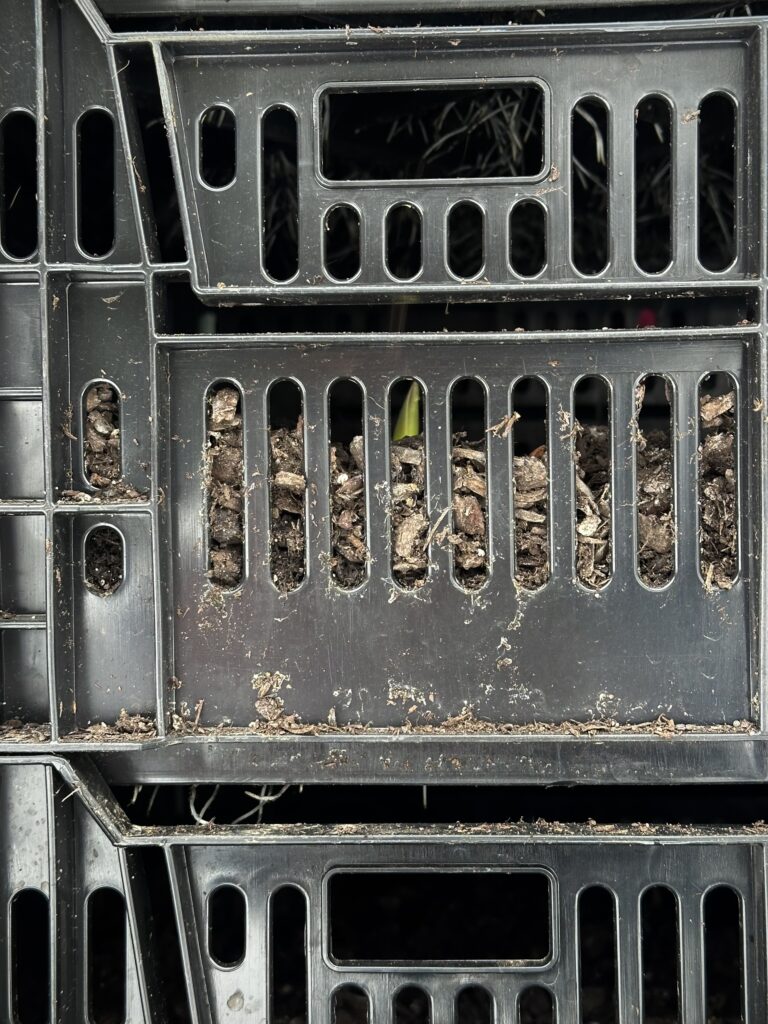 Tulpis with roots in crates