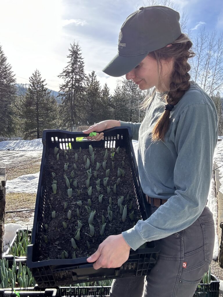 Deanna Williams holding crate of tulips