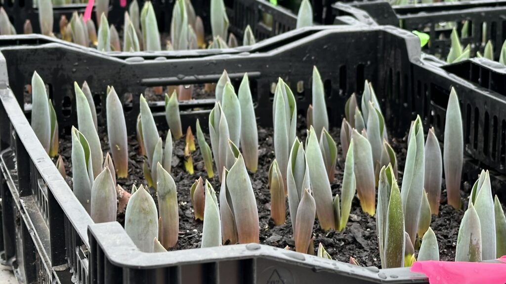 Tulips in crates at North Star Farm + Flower
