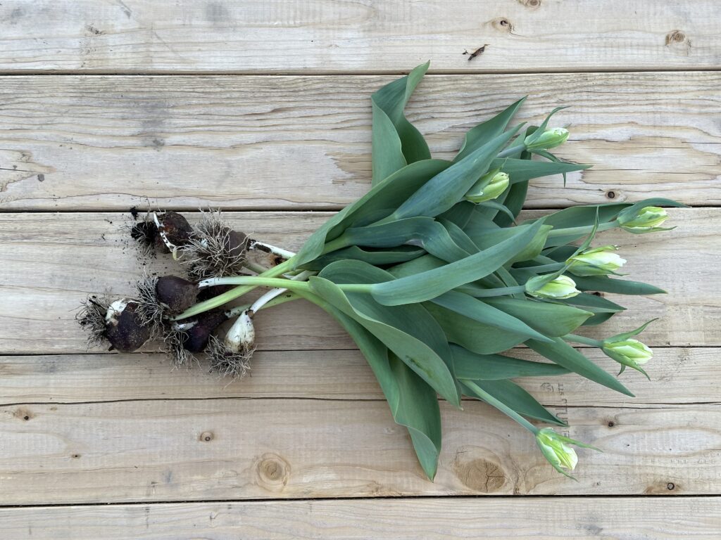 Tulips